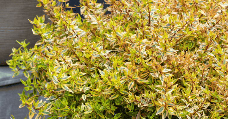 Suntastic™ Peach Abelia image