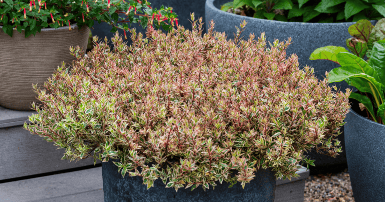 Suntastic™ Pink Abelia image