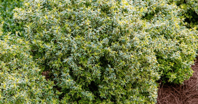 Suntastic™ 'Radiance' Abelia image