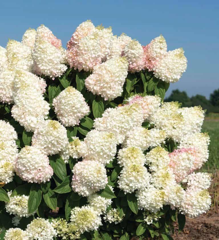 Sweet Starlight™ Hydrangea flowers