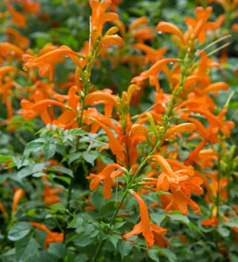 Cape Town™ Orange Tecomaria