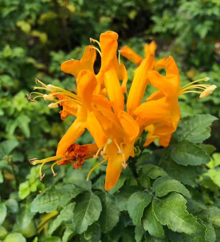 Cape Town™ Yellow-Orange Tecomaria