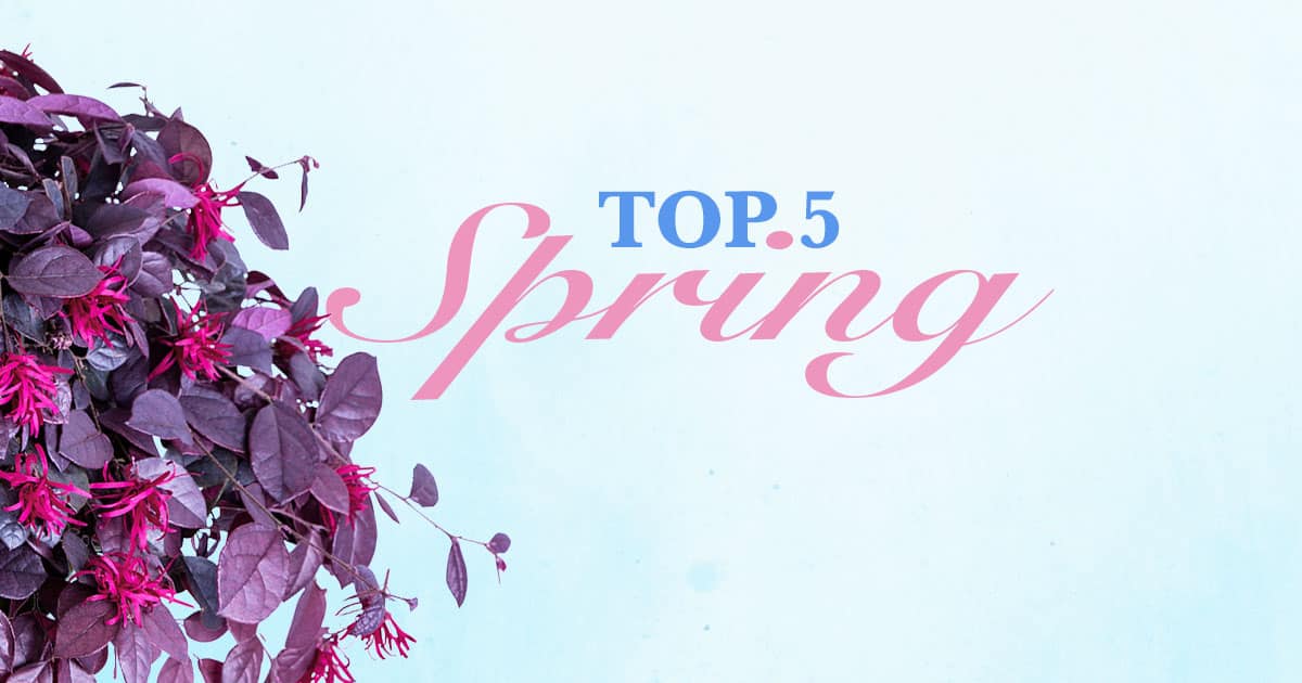 Top 5 Plants for Spring