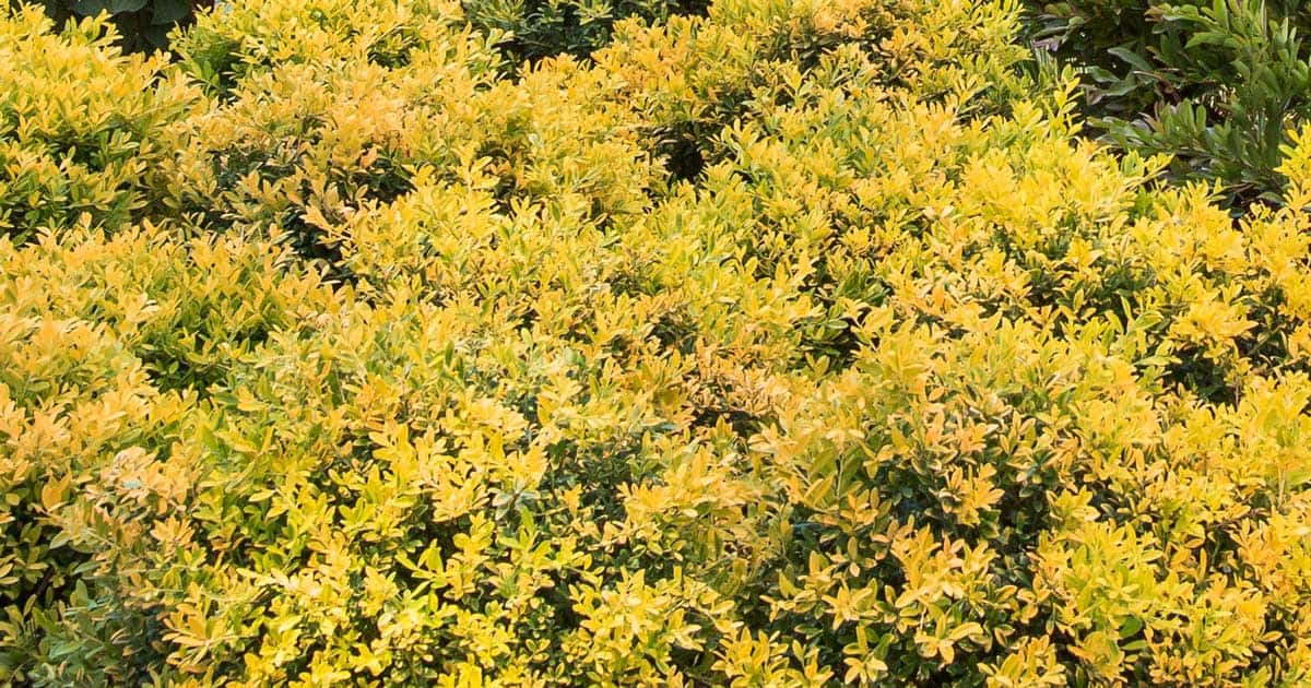 Touch of Gold® Holly