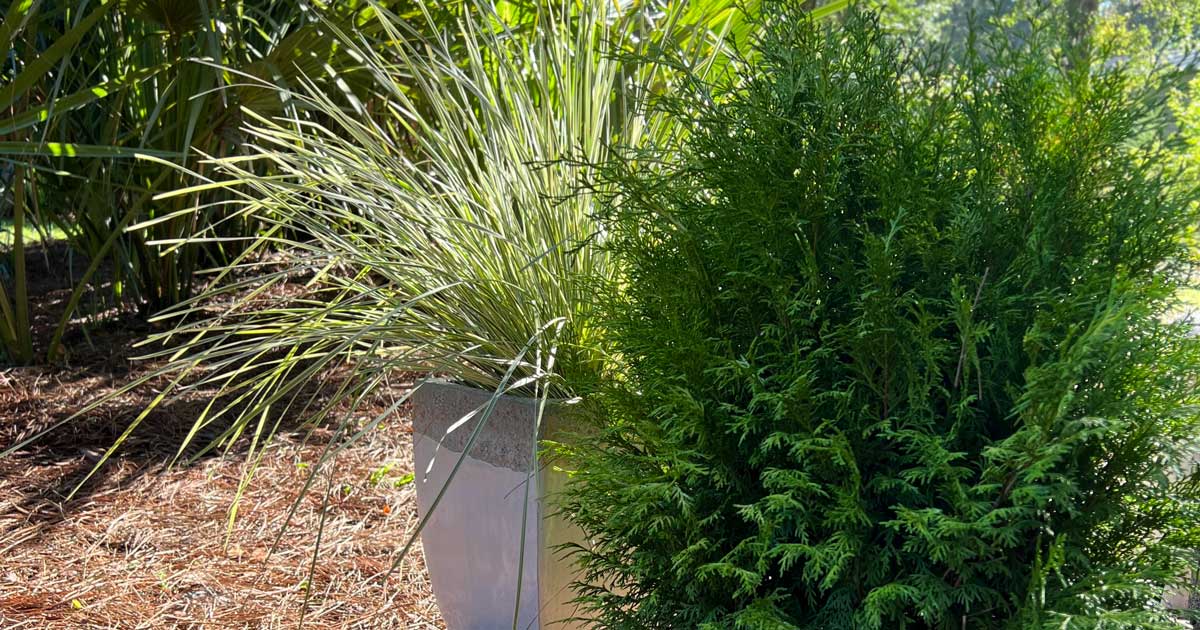 tropical house containers