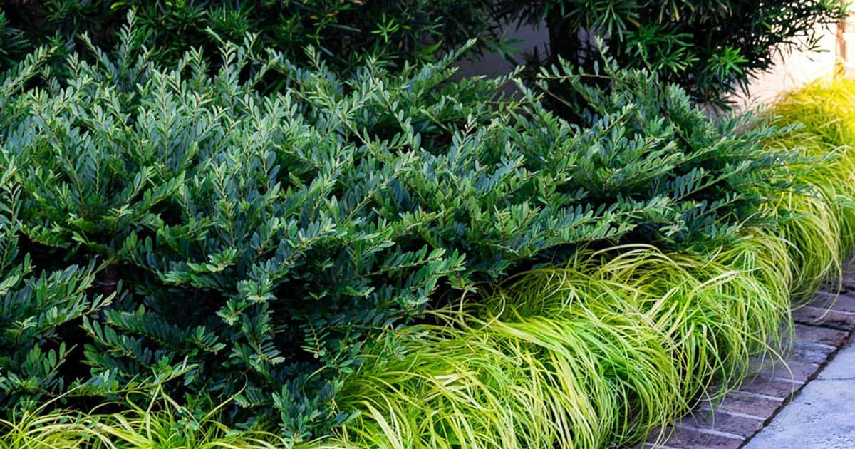 Bayou Bliss™ Distylium