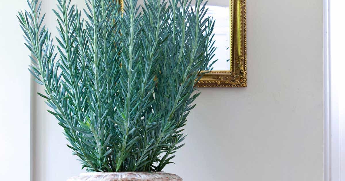 Skyscraper® Senecio in a pot