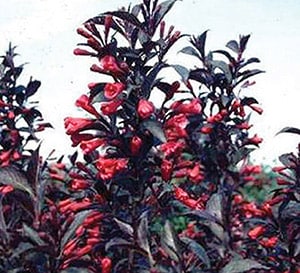 pink funnel-shaped flowers engulf the plant in May, June, and then sporadically bloom through summer. Shiny, burgundy foliage