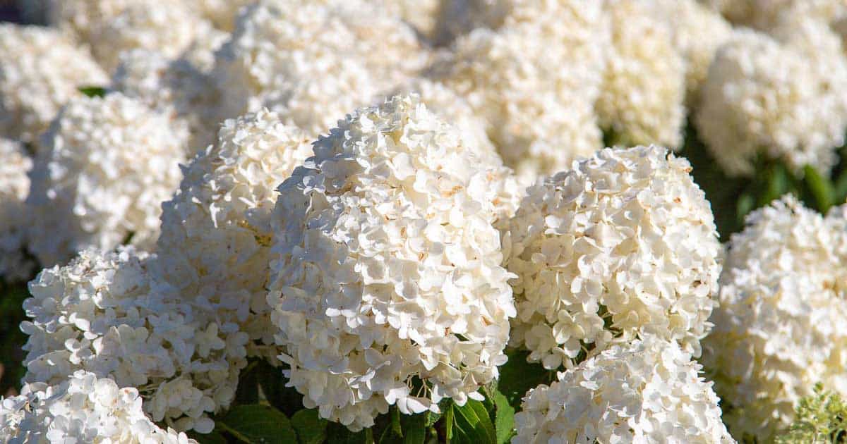 White Wedding® Hydrangeas