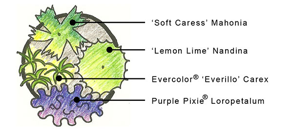 Landscape architect pencil drawing of landscape to be planted with Southern Living plants
