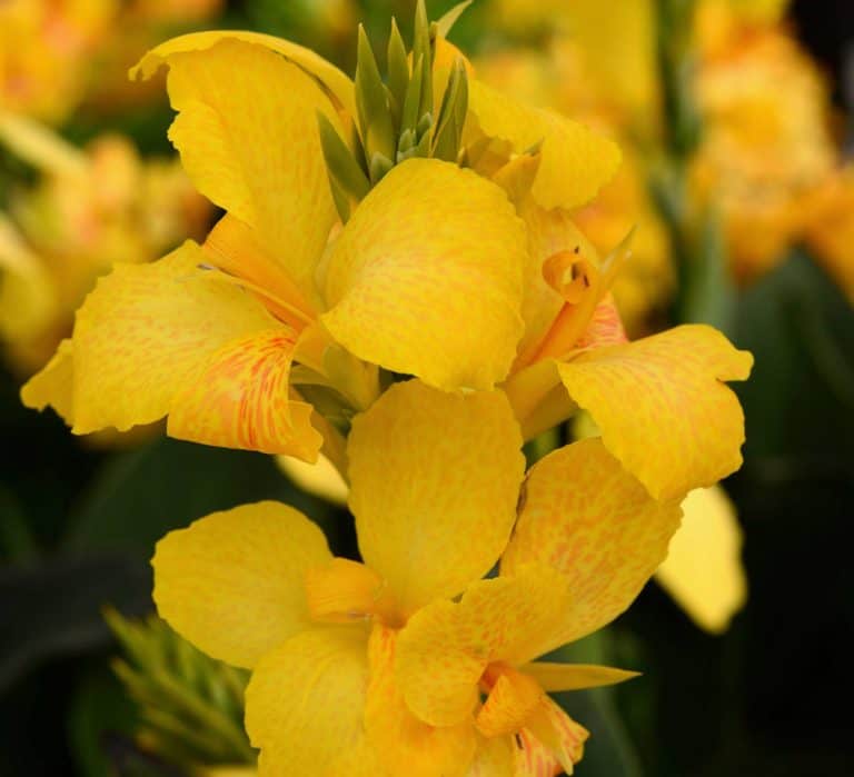 canna cannova yellow lily