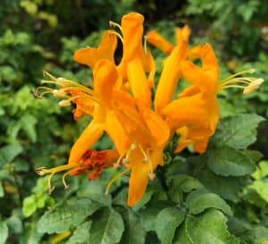 Cape Town™ Yellow-Orange Tecomaria