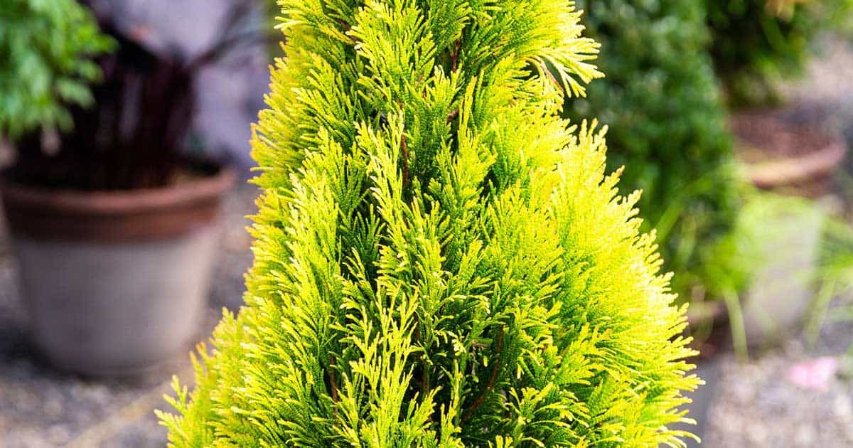 Forever Goldy Arborvitae 